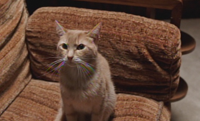 Babe - orange tabby cat Mr. Whiskers on couch