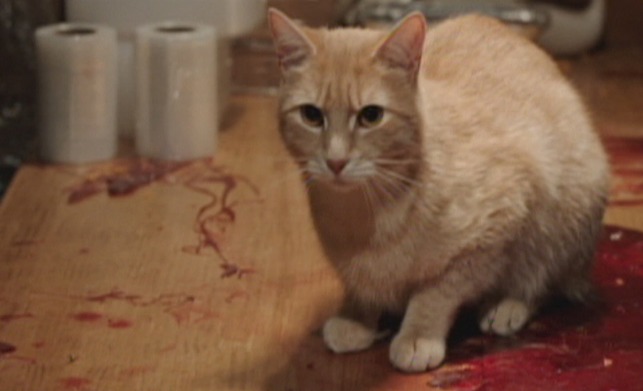 Babe - orange tabby cat Mr. Whiskers on bloody counter