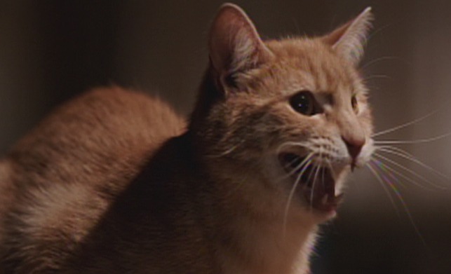 Babe - orange tabby cat Mr. Whiskers singing note