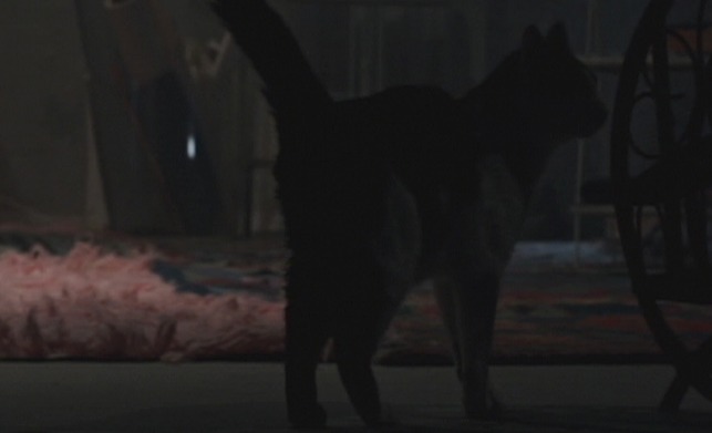 Babe - black and white tuxedo cat Pighead