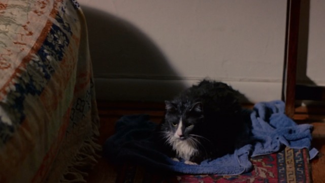 Walking and Talking - gray and white cat Big Jeans played by Spatz