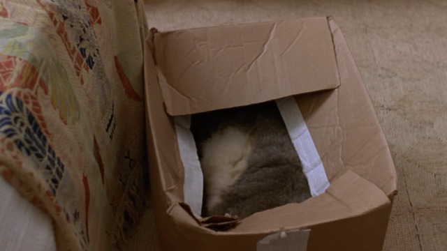 Walking and Talking - body of gray and white cat Big Jeans in box