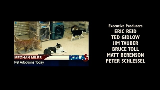 Walk of Shame - cats at pet fair on news