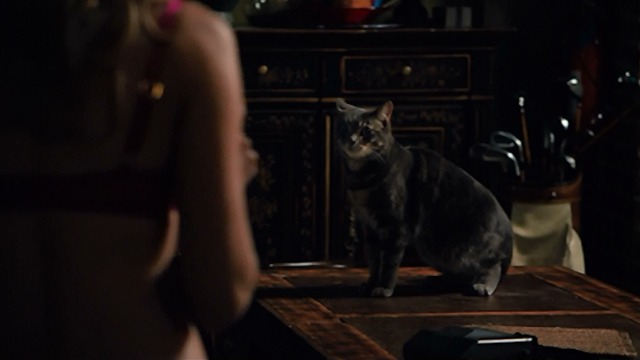 Walk of Shame - tabby cat on table