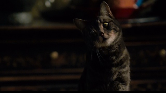 Walk of Shame - tabby cat with crazy eyes