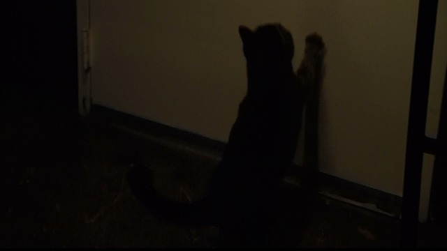 Walk of Shame - tabby cat at door