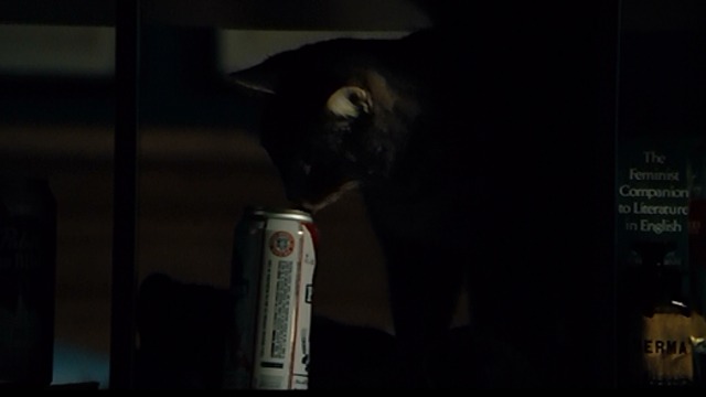 Walk of Shame - tabby cat sniffing at can of beer