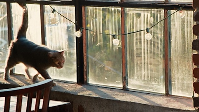 Walk of Shame - tabby cat walking along window