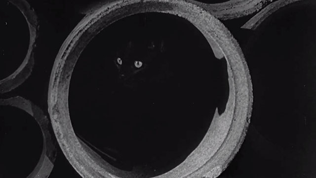 Walk on the Wild Side - black cat emerging from cement pipe