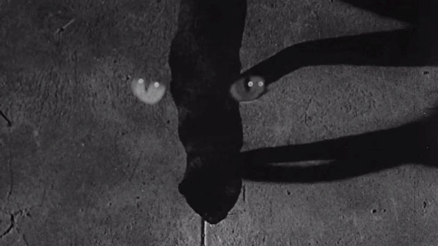 Walk on the Wild Side - black cat walking viewed from above