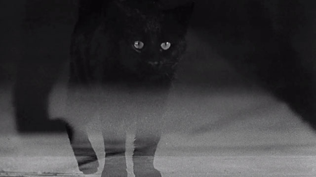 Walk on the Wild Side - black cat walking