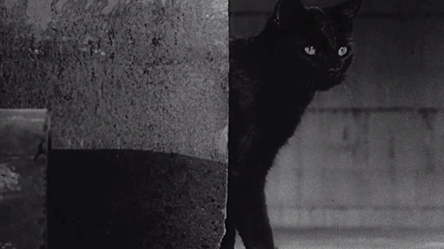 Walk on the Wild Side - black cat coming out from cement pipe