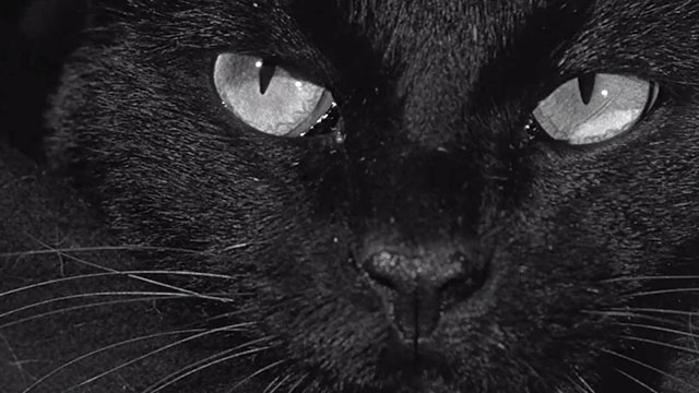 Walk on the Wild Side - close up of black cat face