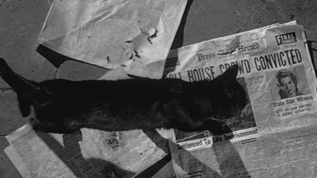 Walk on the Wild Side - black cat walking over newspapers viewed from above