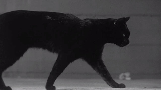 Walk on the Wild Side - black cat walking viewed from side