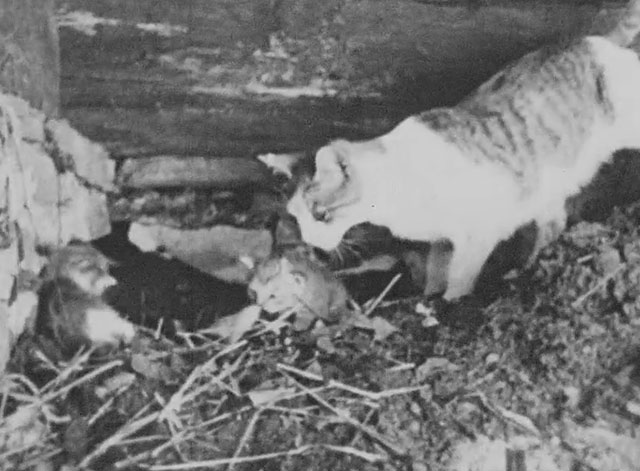 Walter Futter's Curiosities Number One - mamma cat with litter of kittens and baby skunks