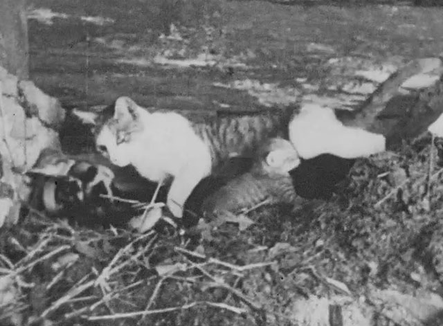 Walter Futter's Curiosities Number One - mamma cat with litter of kittens and baby skunks