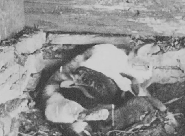 Walter Futter's Curiosities Number One - mamma cat feeding litter of kittens and baby skunks