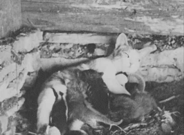 Walter Futter's Curiosities Number One - mamma cat feeding litter of kittens and baby skunks