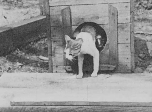 Walter Futter's Curiosities Number One - mamma cat coming out of kennel