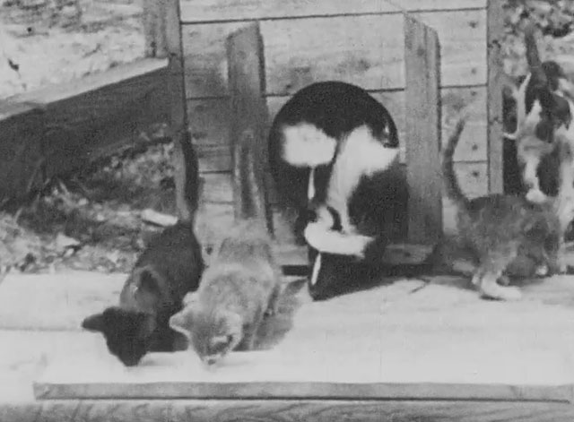Walter Futter's Curiosities Number One - kittens and baby skunks coming out of kennel