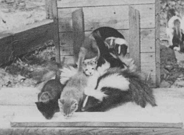 Walter Futter's Curiosities Number One - kittens and baby skunks drinking from trough