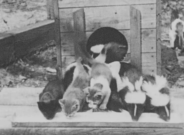 Walter Futter's Curiosities Number One - kittens and baby skunks drinking from trough