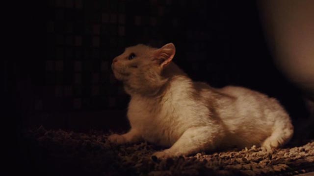 Wanted - white cat Annabelle still lying on bathroom floor