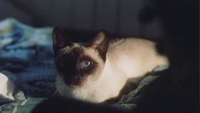 Warlords of Atlantis - close up of Siamese cat on bunk