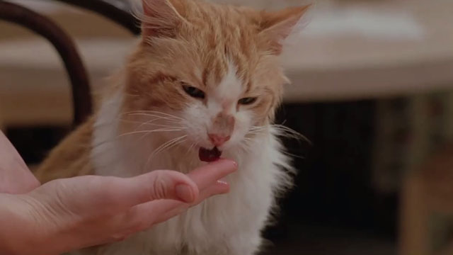 The War of the Roses - ginger and white longhair tabby cat Kitty Kitty Tyler eating liver