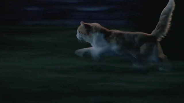 The War of the Roses - ginger and white longhair tabby cat Kitty Kitty Tyler running across lawn
