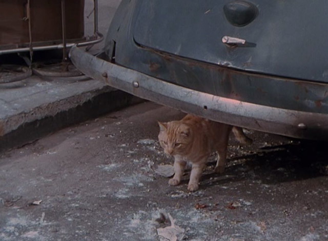 The War of the Worlds - orange tabby cat by car bumper watching chaos