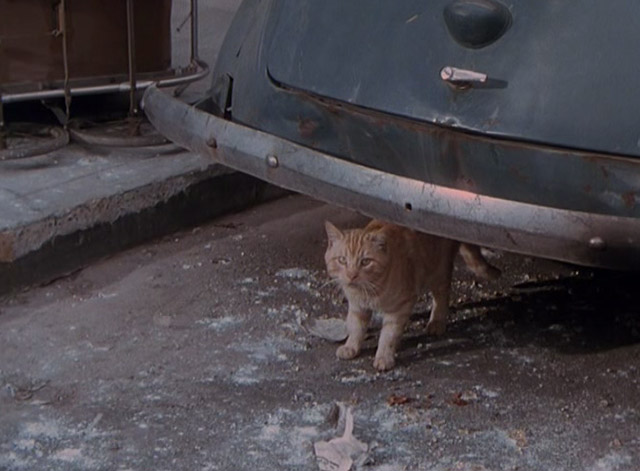 The War of the Worlds - orange tabby cat by car bumper looking at camera