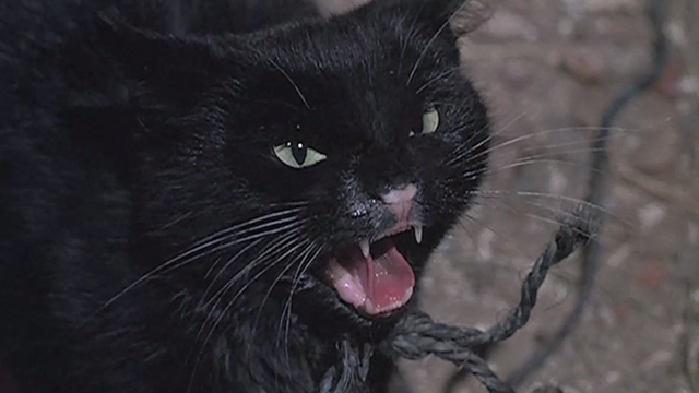 The Watcher in the Woods - close up of black cat hissing