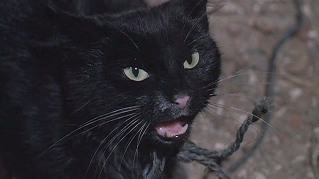 The Watcher in the Woods - close up of black cat