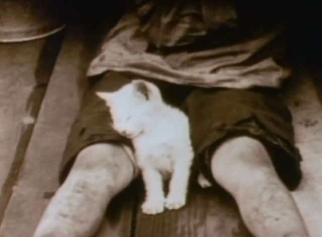 Way Down East - close up of sleeping white kitten