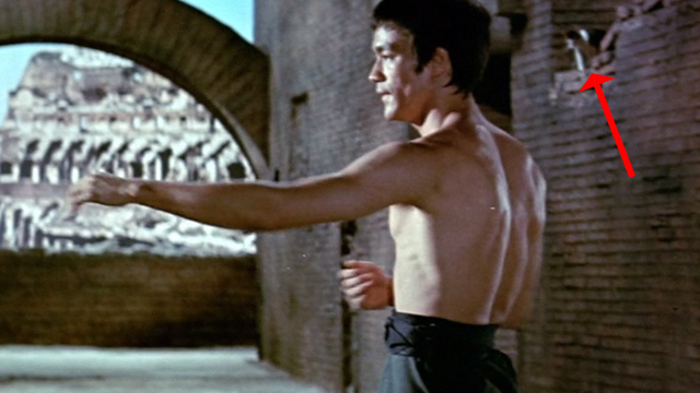 The Way of the Dragon - tabby and white kitten sitting on wall watching