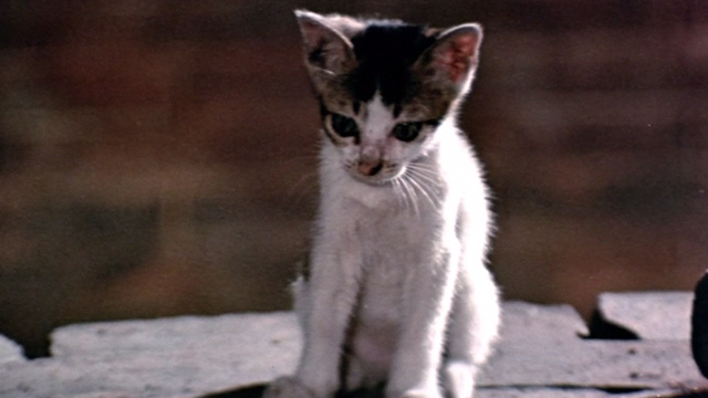 The Way of the Dragon - tabby and white kitten sitting
