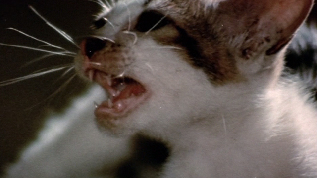 The Way of the Dragon - close up of tabby and white kitten meowing