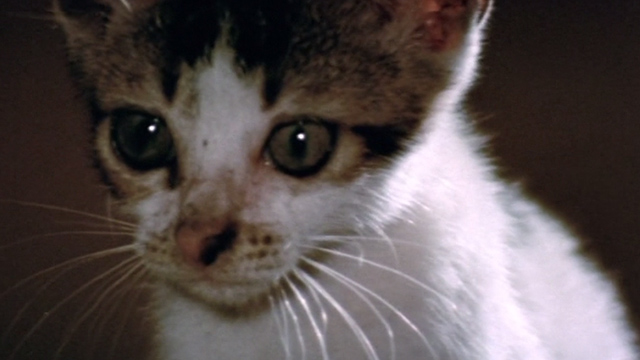 The Way of the Dragon - tabby and white kitten watching in other direction