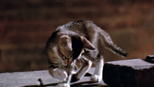 The Way of the Dragon - tabby and white kitten playing with ball of paper
