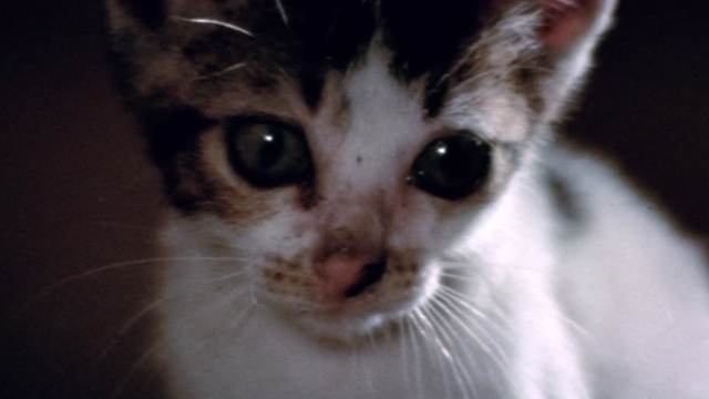 The Way of the Dragon - extreme close up of tabby and white kitten