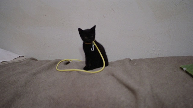 The Weapon, the Hour, the Motive - L'arma l'ora il movente - black kitten on bed