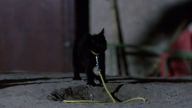 The Weapon, the Hour, the Motive - L'arma l'ora il movente - black kitten standing by hole in ceiling