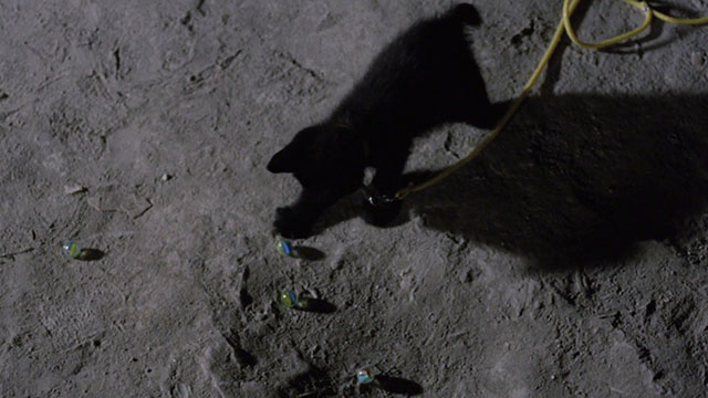 The Weapon, the Hour, the Motive - L'arma l'ora il movente - black kitten pushing marbles into hole