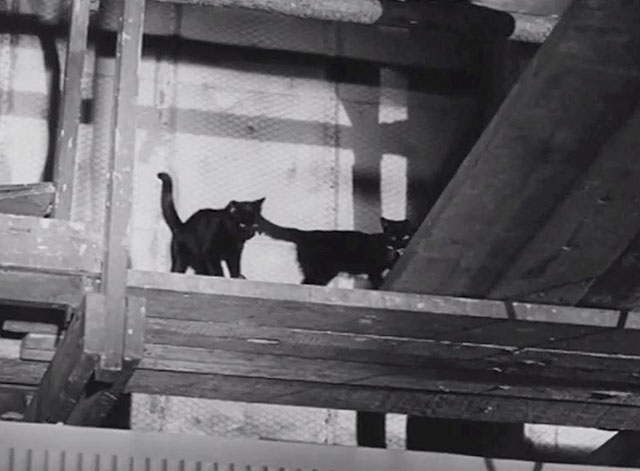 We'll Smile Again - black cat and black cat with white chest on theater catwalk