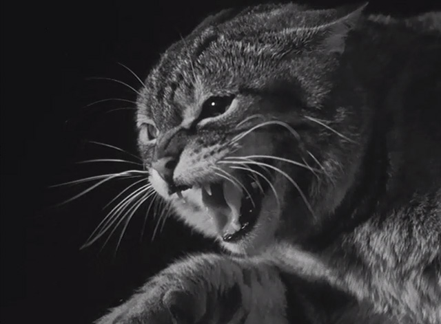 Werewolf of London - close up of angry tabby cat hissing