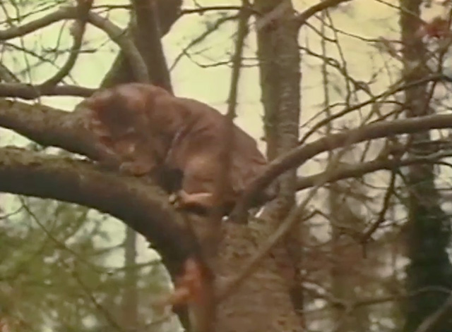 What's Up Superdoc - tabby cat in tree