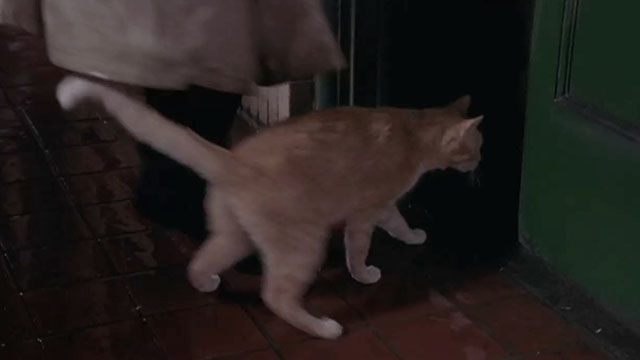 What Women Want - ginger tabby cat approaching door