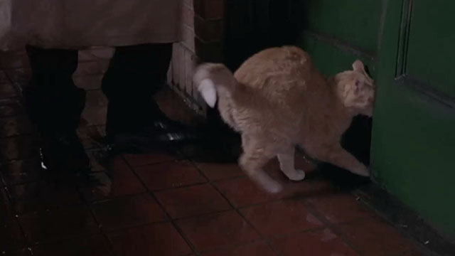 What Women Want - ginger tabby cat pushing through door